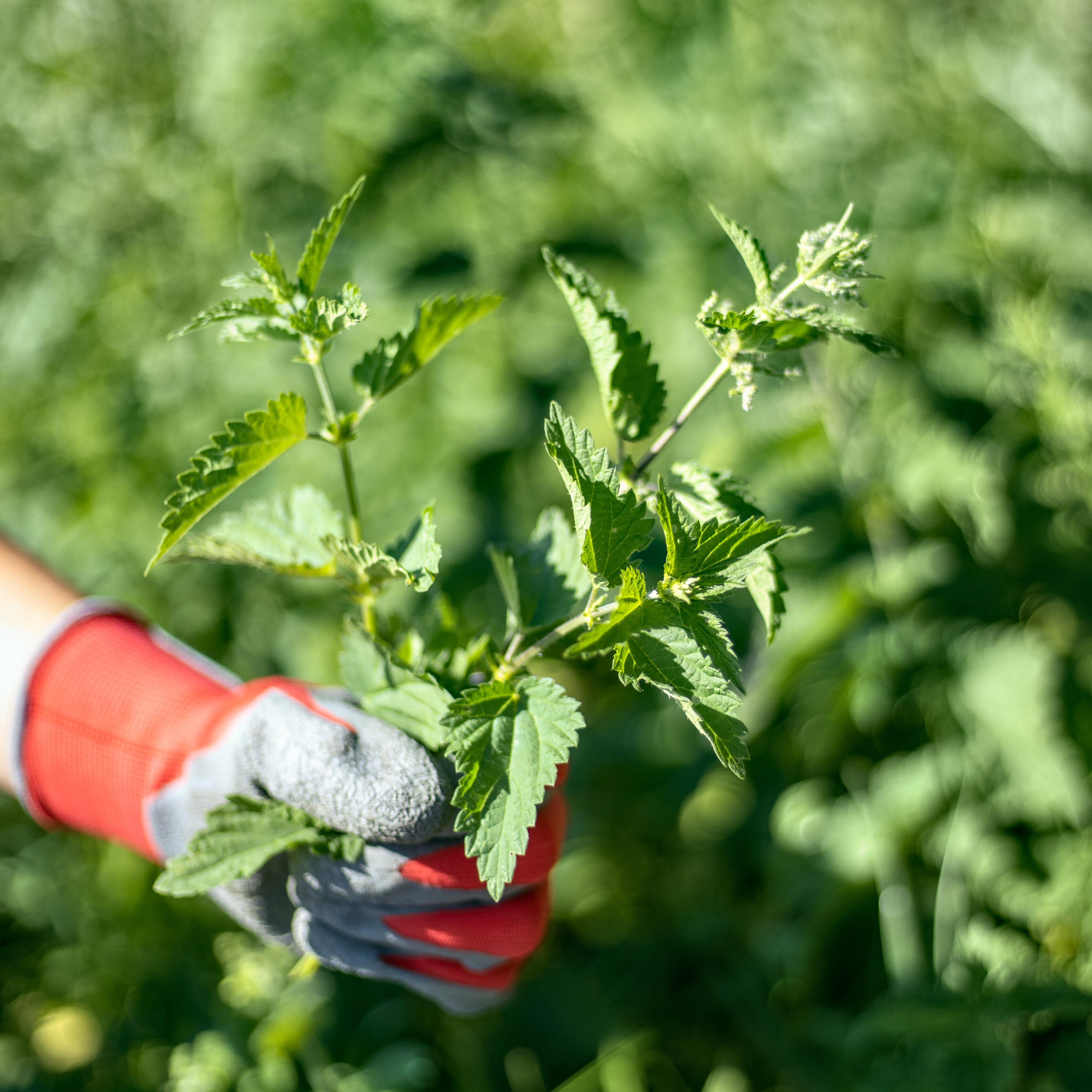 <span class="ezstring-field">kl_nettle_active-ingredient_field_plant_2019 -5-</span>